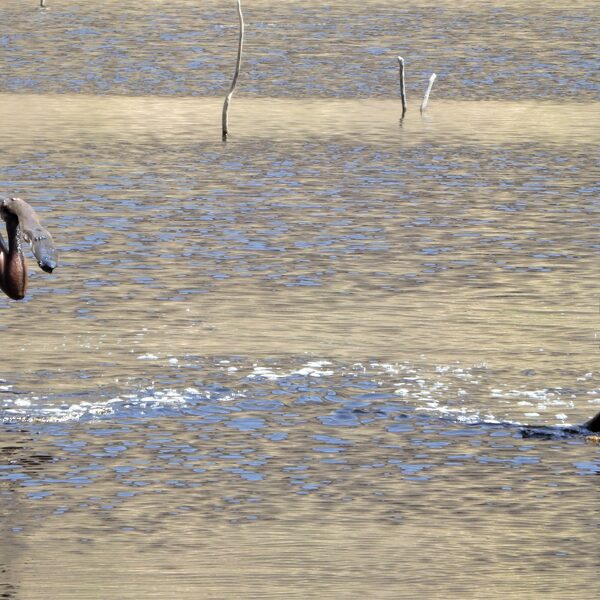 Lake El Sod