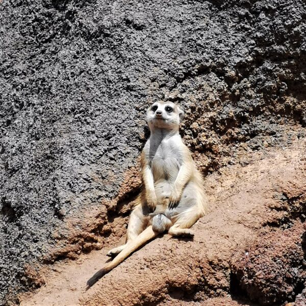 Meerkat of Ethiopia