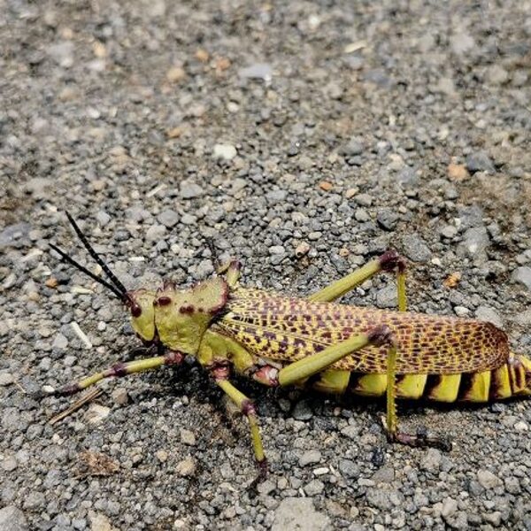 Locust