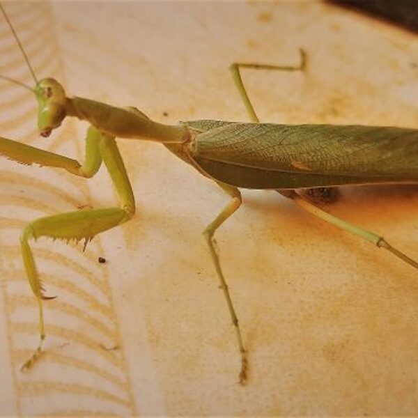 A praying mantis