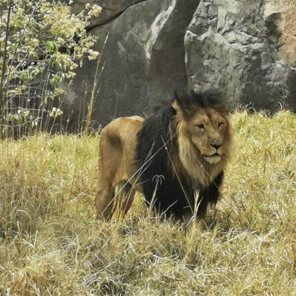 The black-maned lion is endemic to Ethiopia