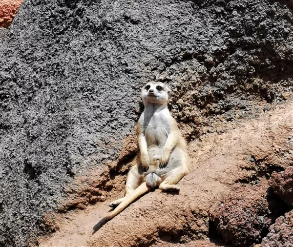 Meerkat of Ethiopia