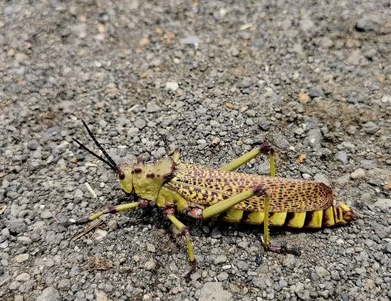 Locust