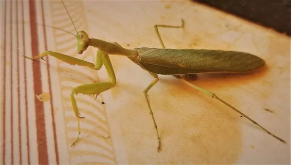 A praying mantis