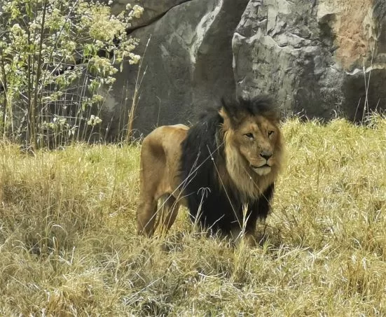 The black-maned lion is endemic to Ethiopia