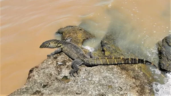 Nile monitor
