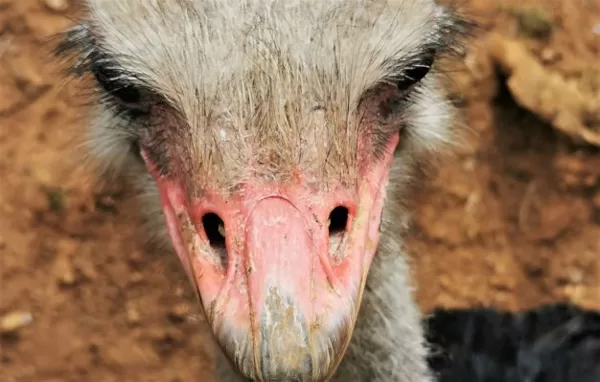 Ostrich