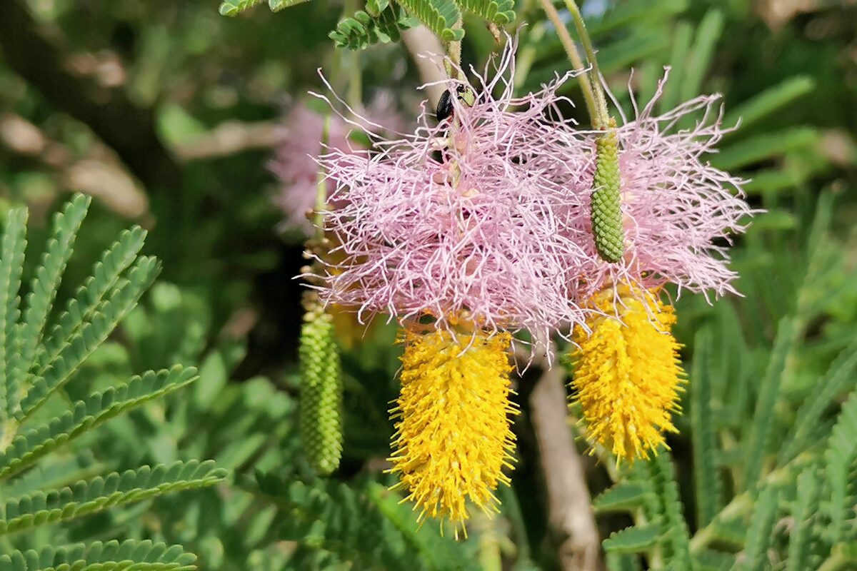 Acacia sp Ethiopia